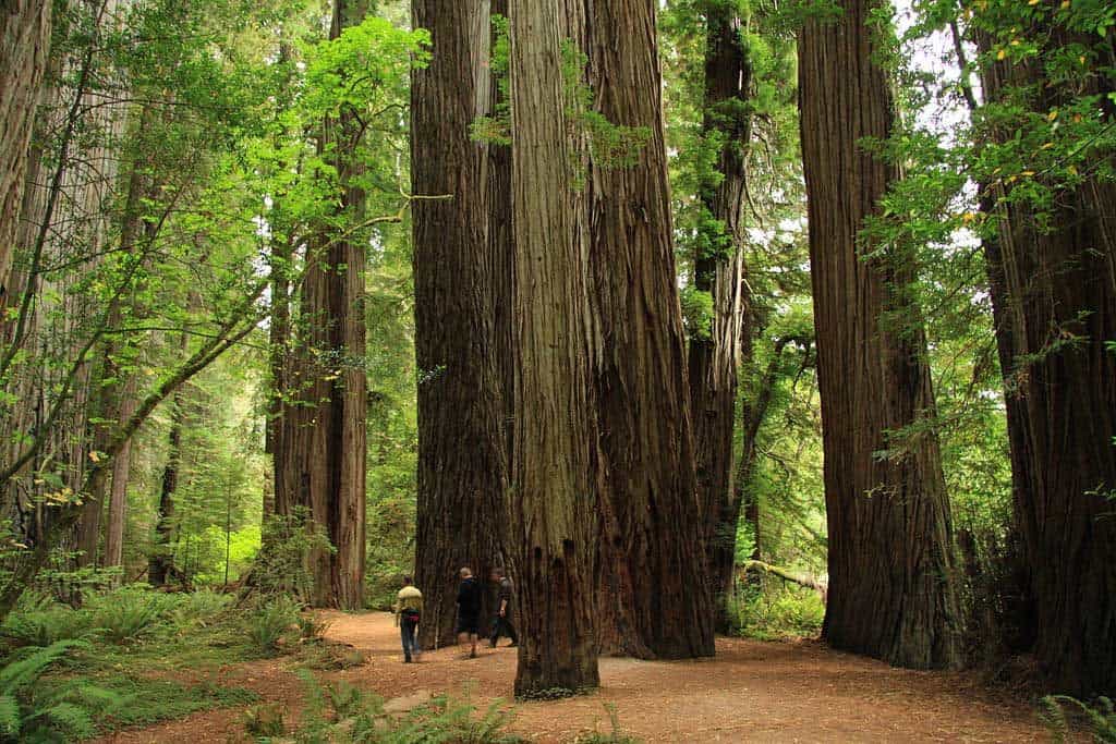 Stout Memorial Grove in Jedediah Smith Redwoods State Park